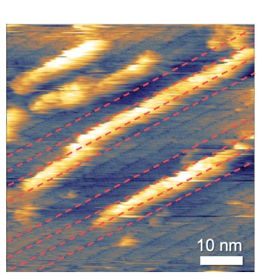 図3. グラファイト表面上のペプチドに沿って形成されたヘミン分子の秩序構造。（赤色点線は、下地のペプチド分子足場のパターンを示す。）