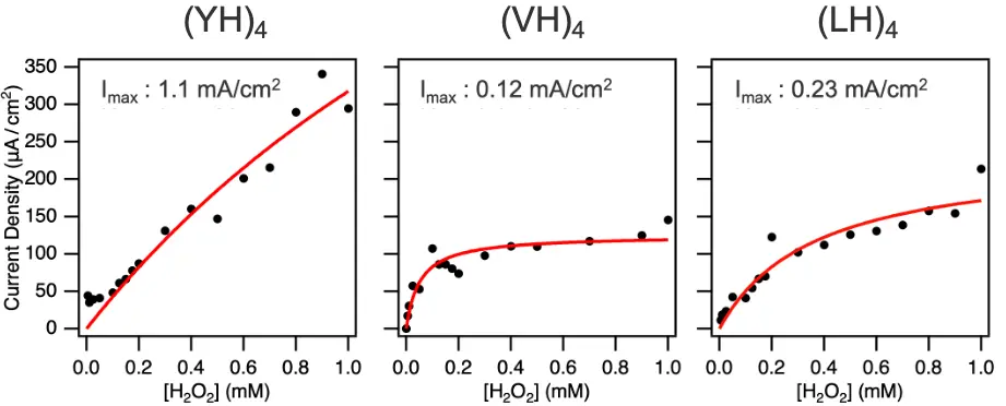 Figure 4. Current density at −0.8 V as a function of H2O2 concentration for each peptide, with fitting curves shown as red solid lines. Imax represent the maximal current density. ©2025 American Chemical Society