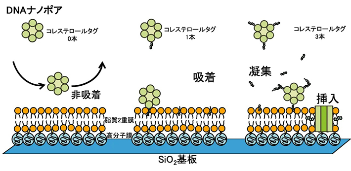高分子で被覆したシリコン酸化膜（SiO2支持基板）上に作製した脂質二重膜（人工細胞膜)へのDNAナノポアの挿入の模式図。ナノポアに付与したコレステロール基の数によって、吸着・挿入の様式が異なる。