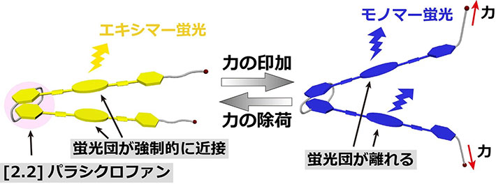 図2. 本超分子メカノフォアの動作機構