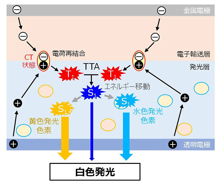 図2．白色UC-OLEDのデバイス構造と発光メカニズムの模式図