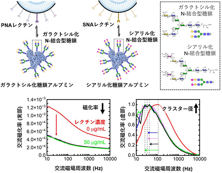 図2.(上段) リポソームに固定したレクチンとN-結合型糖鎖アルブミンの組み合わせ、(下段) 磁性リポソームのクラスター化による交流磁化率(実部、虚部)の変化。