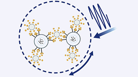 糖鎖とタンパク質の多価相互作用を解析する新規磁性リポソーム型バイオセンサを開発