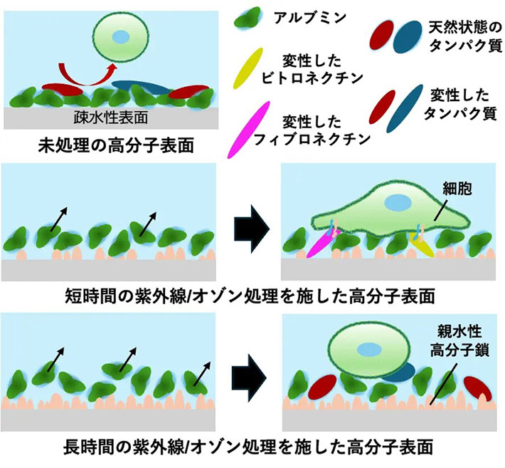 図1.本研究手法で明らかとなった紫外線/オゾン処理による界面の変化と細胞接着への影響