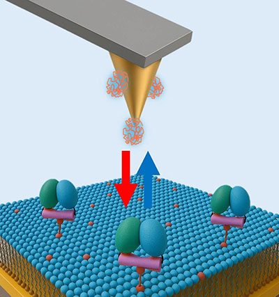 本研究のイメージ図