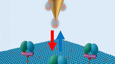 ポリエチレングリコールの「ステルス性」を脅かす抗体結合のメカニズムを分子レベルで解明