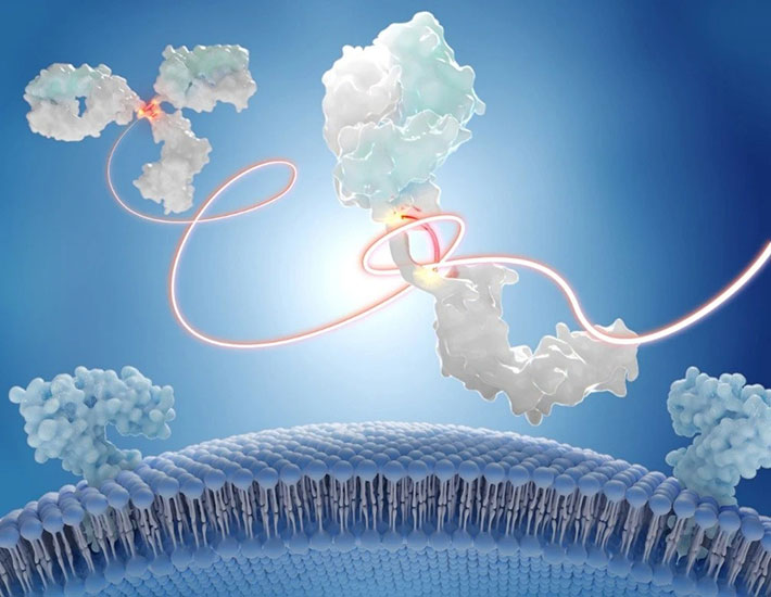 本研究のイメージ図。<i>Journal of Medicinal Chemistry</i>のサプリメンタリーカバーに選出された。