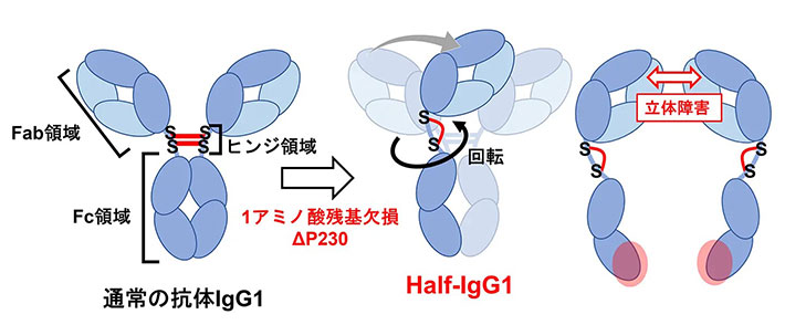 図1.半分子抗体が形成される分子メカニズム。通常の抗体IgG1のヒンジ領域を改変し(左)、半分子抗体Half-IgG1を作成した。このHalf-IgG1ではFab領域とFc領域が結合部で回転し、配置が変化している(中央)ため、立体障害が生じる(右)。