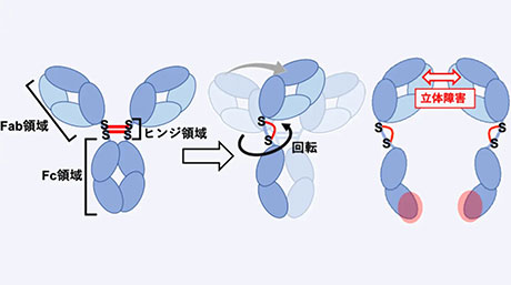 抗体全体のかたちと機能の鍵となるヒンジ領域