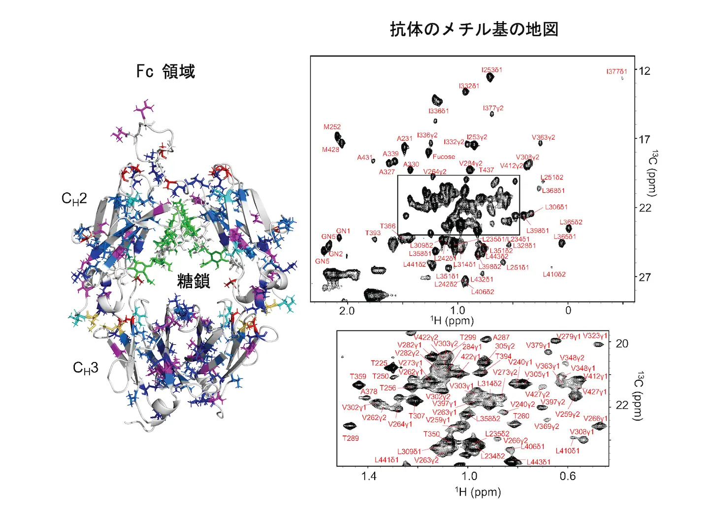 図1.抗体のFc領域に存在するメチル基のNMR信号の地図