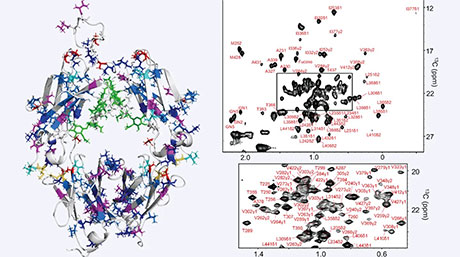 抗体の地図を描く：NMRで明らかにする抗体のFc領域の構造の秘密
