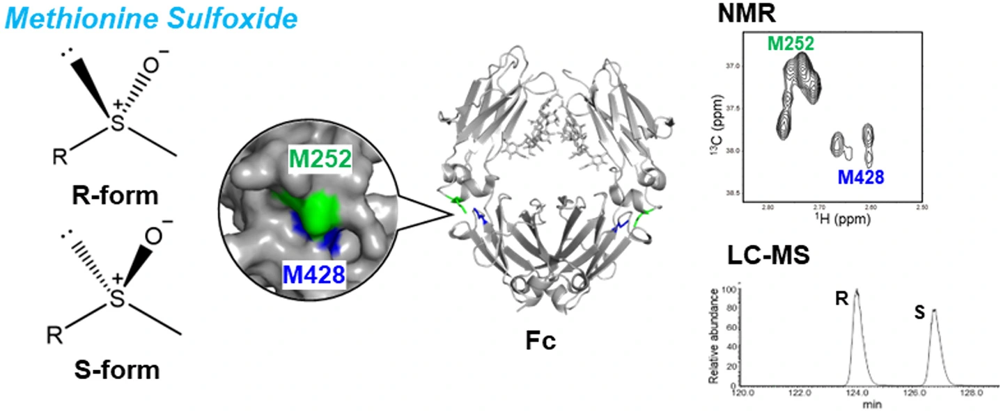 図. 抗体Fc領域におけるメチオニン酸化と立体化学