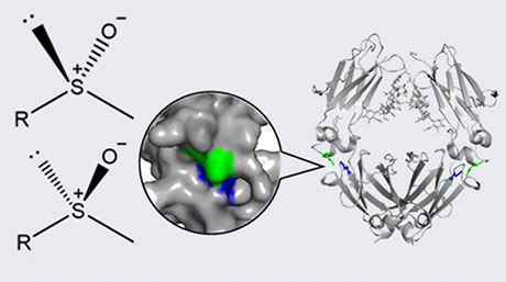 抗体医薬の“見えなかった劣化状態”を原子レベルで可視化