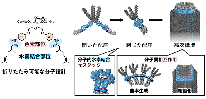図1. 折りたたみ可能な分子設計と自己集合メカニズム