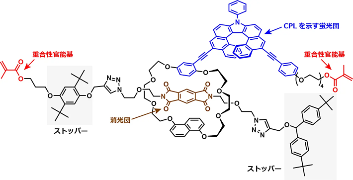 図1. 本研究で開発したロタキサン型超分子メカノフォアの分子構造。