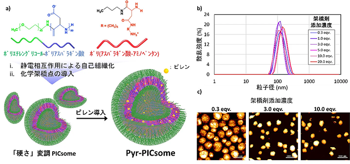 図2. a）Pyr-PICsomeの合成スキーム。b）異なる架橋剤添加濃度で調製したPyr-PICsomeのサイズ分布。c）異なる架橋剤添加濃度で調製したPyr-PICsomeの原子間力顕微鏡画像. 低架橋剤濃度で調製した粒子が見かけ上大きく見えるのは（写真左）、粒子が柔らかいゆえにカンチレバーに押しつぶされたためである。
