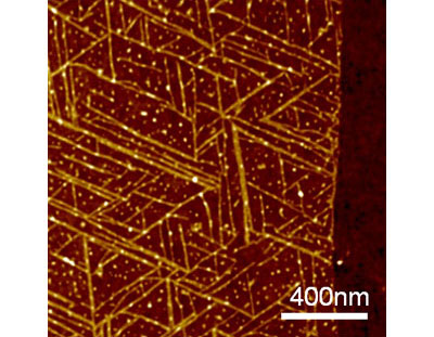 原子間力顕微鏡画像グラフェン上のペプチド・ナノワイヤー