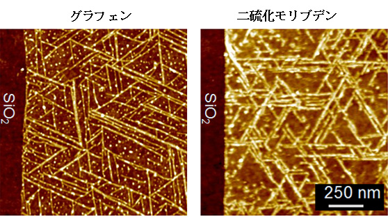 シリコン基板上の単層グラフェン（左）と単層二硫化モリブデン（右）の表面に形成された自己組織化ペプチドのナノワイヤ