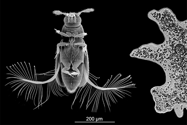 The featherwing beetle Paratuposa placentis (left) shown at the same scale as the unicellular protist Amoeba proteus (right). Modified from Farisenkov et al. (2022)