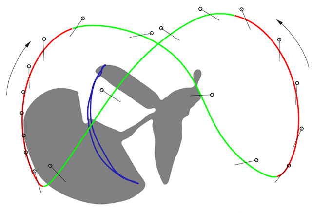Trajectories of the tips of the wings (upstroke red, downstroke green) and elytra (blue) in the featherwing beetle Paratuposa placentis in lateral view. Modified from Farisenkov et al. (2022)