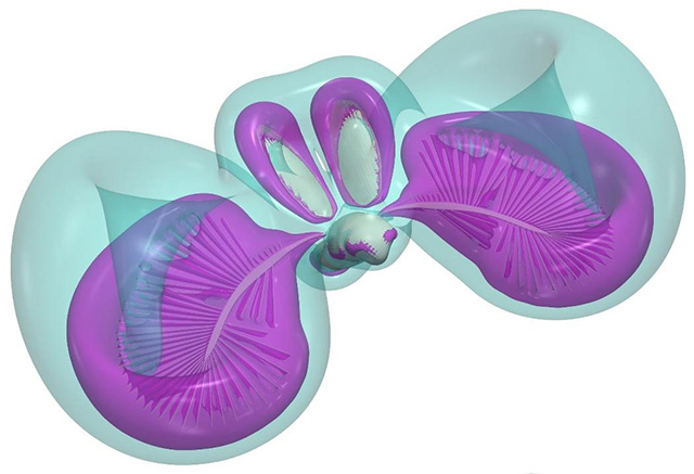 Three-dimensional visualization of the rotational velocity of the air flows during the flapping of the wings in the beetle Paratuposa placentis. Modified from Farisenkov et al. (2022)