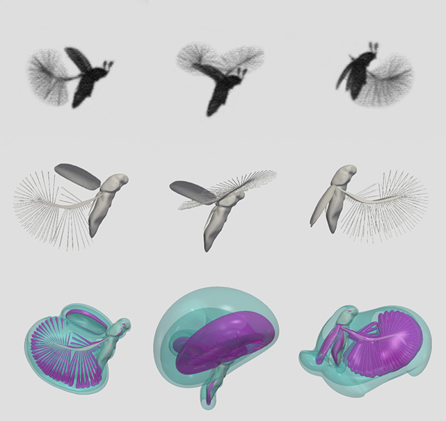 Fig5. Snapshots of the beetle Paratuposa placentis in flight (top row), three-dimensional computer reconstruction of its wing movements (middle row), and visualization of the air currents (bottom row). Modified from Farisenkov et al. (2022)