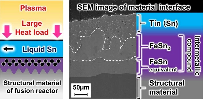 Chemical interaction between liquid metal tin (Sn) and structural material of divertors for fusion reactors