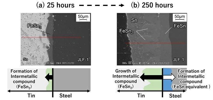 Fig 2. Image of surface layer cross-section of fusion reactor structural material (Reduced activation ferritic martensitic steel) immersed in liquid tin.
