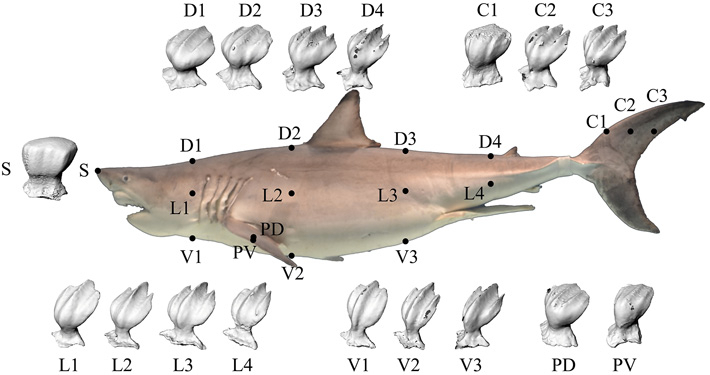 Figure 1 Skin Sampling Locations on a great white shark Side view of a great white shark with highlighted skin sampling locations, showing detailed denticles captured by a microfocus X-ray CT scanner.