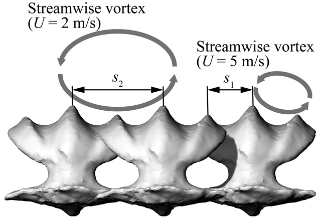 Figure 2 Shark denticles Denticles with varying heights and spacing reduce drag by interacting with streamwise vortices. High middle ridges push away larger vortices at low cruising speeds (2 m/s), while smaller neighboring ridges handle smaller vortices at hunting speeds (5 m/s).