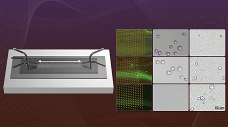 A new tunable cell-sorting device with potential biomedical applications