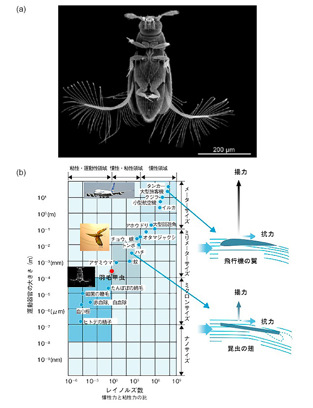 （a）体長395 µmの最も小さな羽毛甲虫（学名：Paratuposa placentis）（Farisenkov et al. (2022)より）。（b）飛翔体の運動器官の大きさによる揚力と抗力の発生原理の違い。