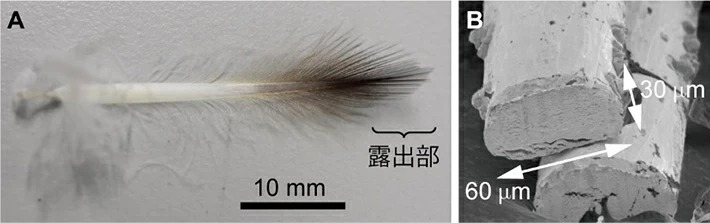 図3. （A）ジェンツーペンギンの背中から採取した羽（提供：長崎ペンギン水族館）。先端の黒い部分が体表に露出する。（B）毛の先端から約1 mmでの位置の切断面の電子線顕微鏡画像。