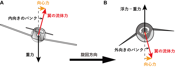 図3 左旋回する飛行機（A）とペンギン（B）のバンクと力の方向の模式図。 