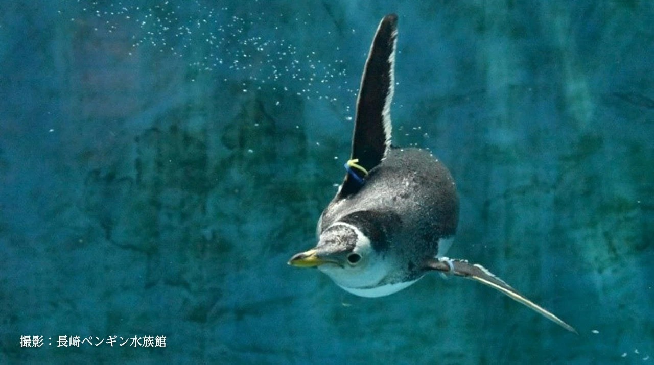 　ペンギンが羽ばたいて旋回する遊泳メカニズムを解明