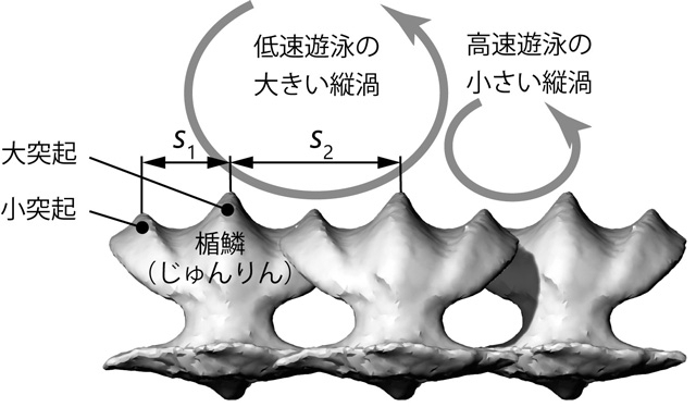 図3. 前方（頭側）から見た楯鱗と乱流境界層内の縦渦の模式図。体側中央（L3）の楯鱗ひとつを複製してs2 = 2s1となるように作図。