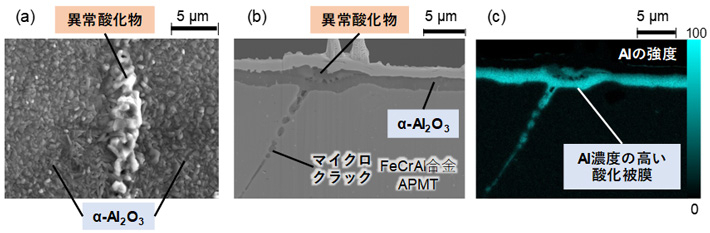 図2 異常酸化物の下に形成されたAl濃度の高い被膜 (a) 表面像、(b) 断面像、(c) Alの強度 