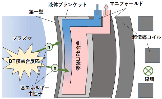 図5 液体金属ブランケットの構造模式図 