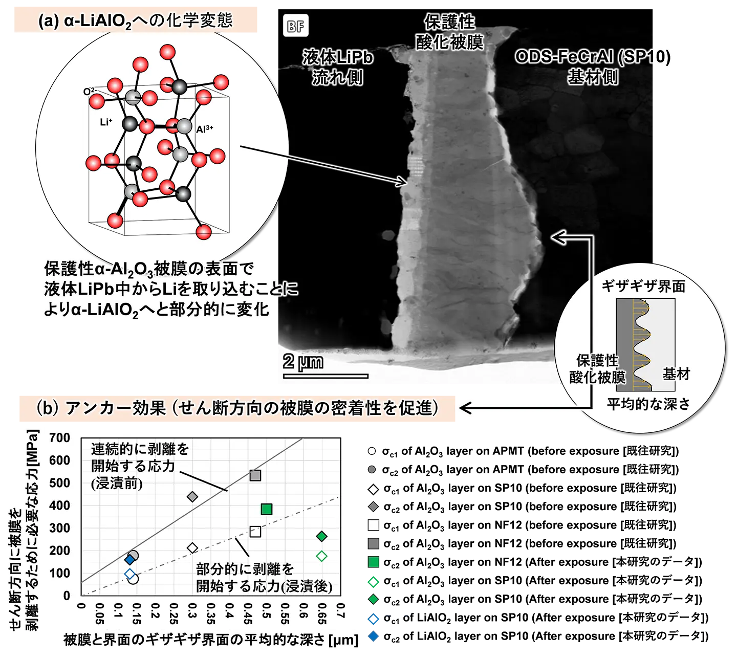 図3. 液体LiPb合金流動場（600℃）における保護性α-Al<sub>2</sub>O<sub>3</sub>被膜の化学的・構造的な安定性 (a) 保護性被膜の断面STEM像（右）と緻密な組織を有するα-LiAlO<sub>2</sub>への化学的変態（左）、(b) 浸漬後の保護性α-Al<sub>2</sub>O<sub>3</sub>被膜の密着性とアンカー効果