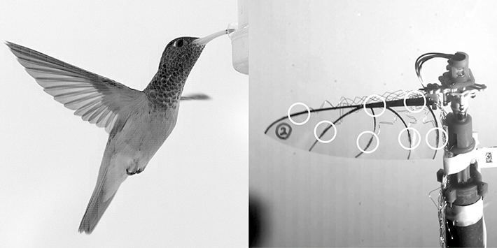 ホバリング中のチャムネエメラルドハチドリの羽ばたきを高速度カメラでとらえた一コマ