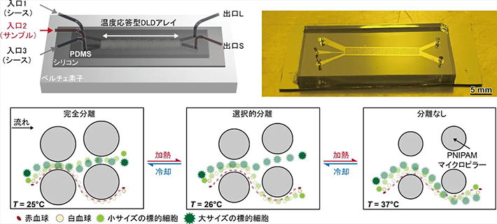 図1. 温度応答型マイクロピラーアレイデバイス（上段）と分離モード切替の概念図（下段）