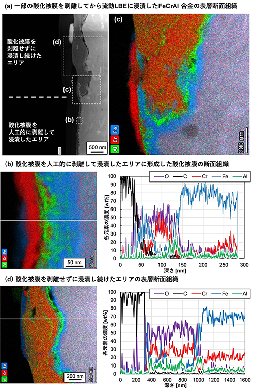 図4. 酸化被膜の一部を剥離してから流動LBEに2,000時間浸漬したFeCrAl合金の表層断面STEM/EDX分析結果、（a）浸漬後のFeCrAl 合金の表層断面組織、（b）剥離部と非剥離部の境界、（c）追加浸漬によって剥離部に形成した酸化被膜の断面組織、（d）非剥離部の追加浸漬後の表層断面組織。