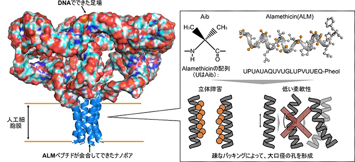 図1. 設計したDNA–ペプチド複合ナノポア。DNAからなる足場構造によりペプチドの会合を支持しつつ、パッキングが過度に密となってポア径が小さくなることを防ぐため、ペプチド間相互作用の弱いペプチドであるalamethicin(ALM)を用いた。(Z.Peng et al., Angewandte Chemie, 2026より引用)
