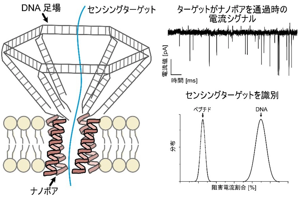 図2. DNA–ペプチド複合ナノポアによる一分子検出実験。DNAやペプチド分子の質量によって識別が可能。(Z.Peng et al., Angewandte Chemie, 2026より引用)