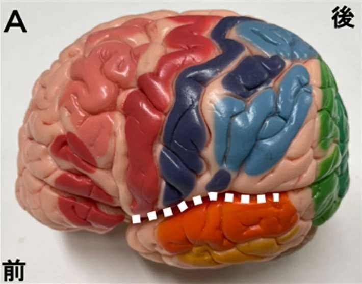図1 (A)大脳における島皮質の位置