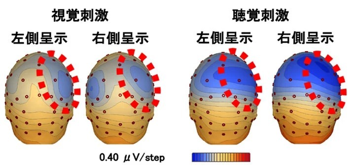 図3 頭皮上電位分布図 頭を後ろから見た平均脳波の分布図で、FB呈示前の図である（頭頂から首まで）。SPNは陰性の脳波なので、青色が濃いと活動が高く、青色が薄いと活動が低いことを意味している。頭部の右側の方が濃い青色になっているので、活動が大きいことを示している。