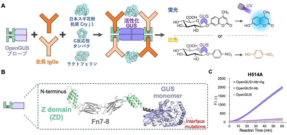 図1. （A）OpenGUSプローブを用いた免疫測定法の作動原理（B）OpenGUSプローブの分子デザイン（C）GUSのH514A変異体におけるCry j 1の検出 Ab：抗体；Ag：抗原、DOI：10.1016/j.bios.2024.116796より一部改変