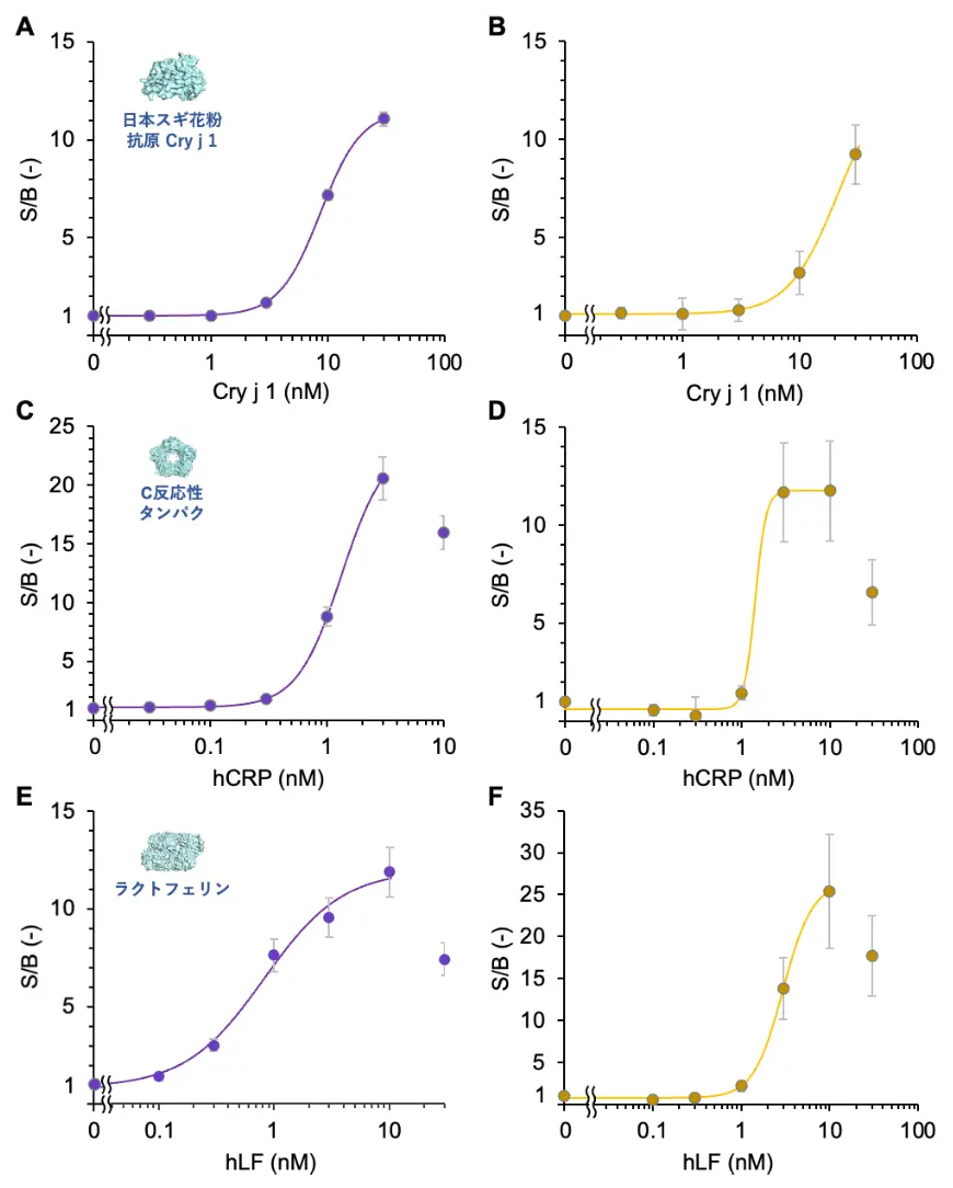 図2. OpenGUSプローブを用いてさまざまなタンパク質を蛍光検出（左）あるいは比色検出（右）したときの濃度依存曲線。日本スギ花粉のアレルゲンCry j 1（A, B）、ヒトC反応性タンパクhCRP（C, D）、ヒトラクトフェリンhLF（E, F） DOI：10.1016/j.bios.2024.116796より一部改変