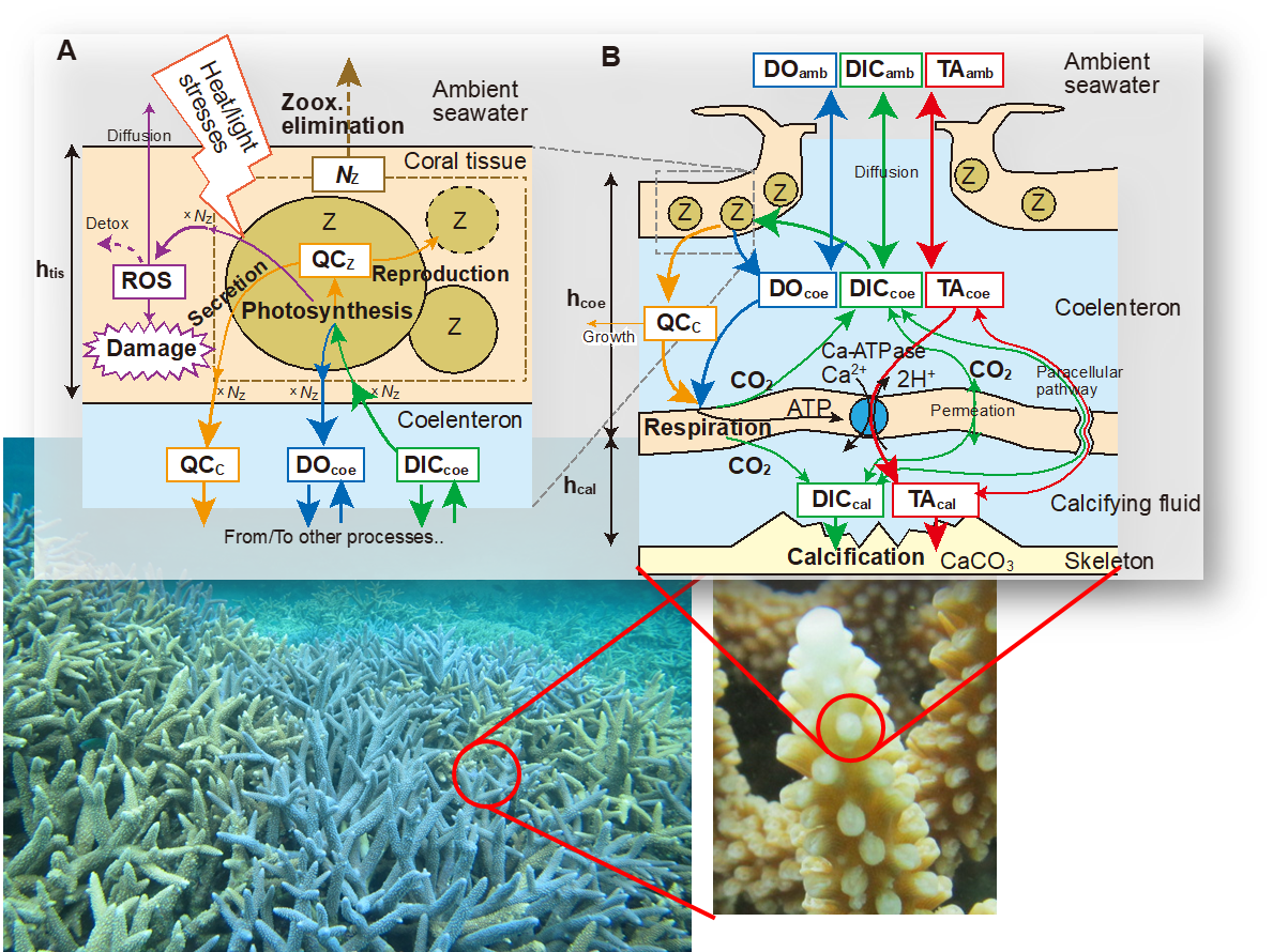 環境に対するサンゴ1個体（ポリプ）の生体内の応答を詳細に記述したモデルの概念図