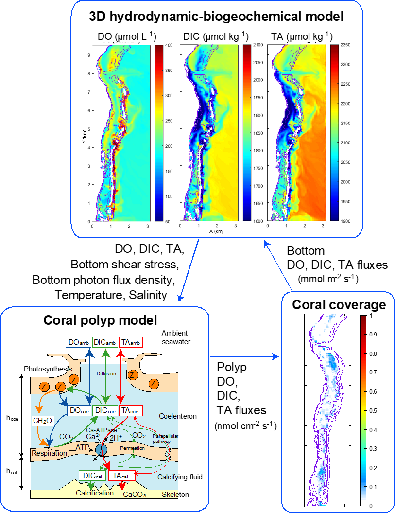 サンゴポリプモデルとサンゴ礁域の流動-物質循環モデルとの連成モデルの概念図